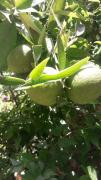 Top Ouled Otmane