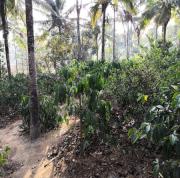 Top Mudigere Top Mudigere