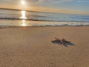 Top Baudin Beach
