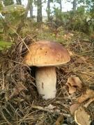 Top Mierki Top Mierki