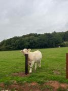 The Shepherd’s Nest