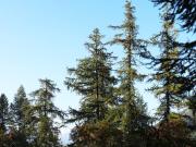 Top Les Orres Top Les Orres