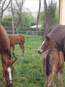 Top Nowielice Top Nowielice