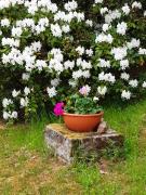 Top Kurort Altenberg