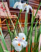 Casa 4 dorms 2 suites - localização perfeita no centrinho e rodeada de natureza