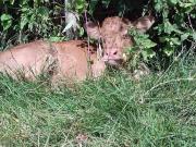 Top Saint-Léonard-des-Bois