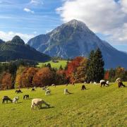 Top Tauplitz