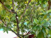 Top Belize City Top Belize City