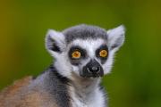 Top Ambohitra