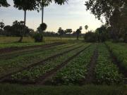 Top Siem Reap