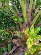 Top Nakhon Si Thammarat Top Nakhon Si Thammarat