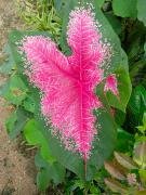 Top Nakhon Si Thammarat Top Nakhon Si Thammarat