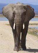 Top Amboseli