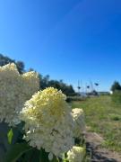 Pension Martens - Carla