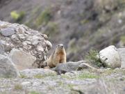 Top Saint-Michel-de-Chaillol