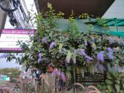 Top Ban Khlong Song