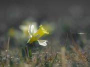 Maison lumineuse avec sauna, terrasse sud, proche Gérardmer, animaux acceptés - FR-1-589-369