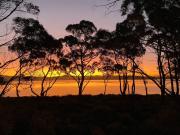 Periwinkle at Great Bay