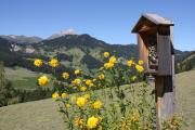 Top San Cassiano