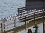 Top Saint-Brévin-les-Pins