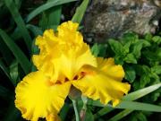 Top Asnières-sur-Vègre