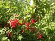 Top Dommartin-aux-Bois