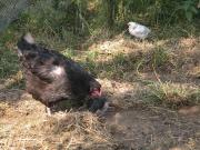 Top Dommartin-aux-Bois