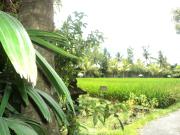 Top Ubud