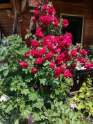 Kuanerhof Wohnung 2 Personen