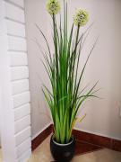 Top Sukoró Top Sukoró