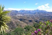 Top Torrox