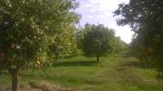 Top Dar Achachir