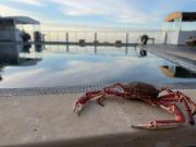 Auberge Oualidia Dream