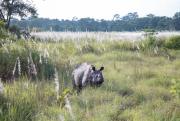 Top Chitwan