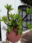 Top Sitio de Calahonda