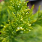 Top Drăgăşani Top Drăgăşani