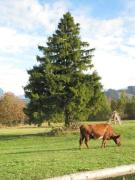 Top Murzasichle Top Murzasichle