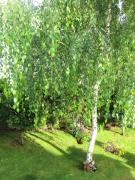 Top St. St. Constantine and Helena