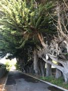 Top Devonport