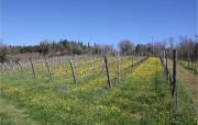 Top Gaiole in Chianti