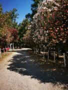 Top Rossano