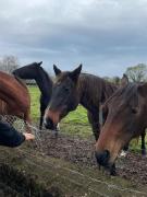 Top Les Authieux-sur-Calonne