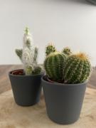 Top Couvet Top Couvet