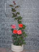 Top Massino Visconti