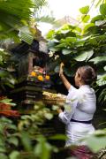 Top Ubud