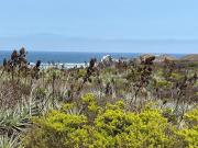 Top Los Molles Top Los Molles