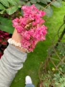 Top Pokhara Top Pokhara