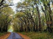 Gîte enchanteur avec déco sorciers, piscine, proche forêt et chemins de randonnée, idéal pour familles - FR-1-591-383
