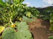 Top Ustica Top Ustica