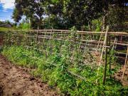 Red orchid pai Thailand